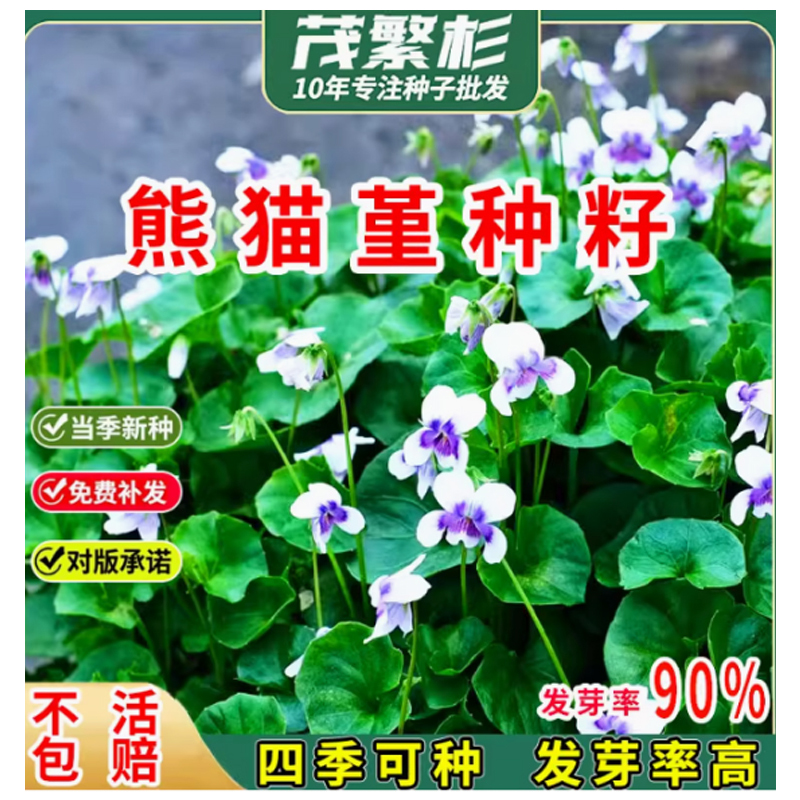 熊猫堇种子熊猫瑾花苗四季多年生草本花卉花园宿根庭院地被植物 一斤高清大图