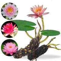 花中岛 大睡莲睡莲根块 水培植物 水生根块 池塘水池睡莲花根茎碗莲睡莲花卉绿植盆栽 粉牡丹