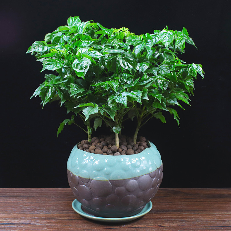 幸福树盆栽植物四季常青办公室内好养盆景净化空气吸甲醛桌面绿植