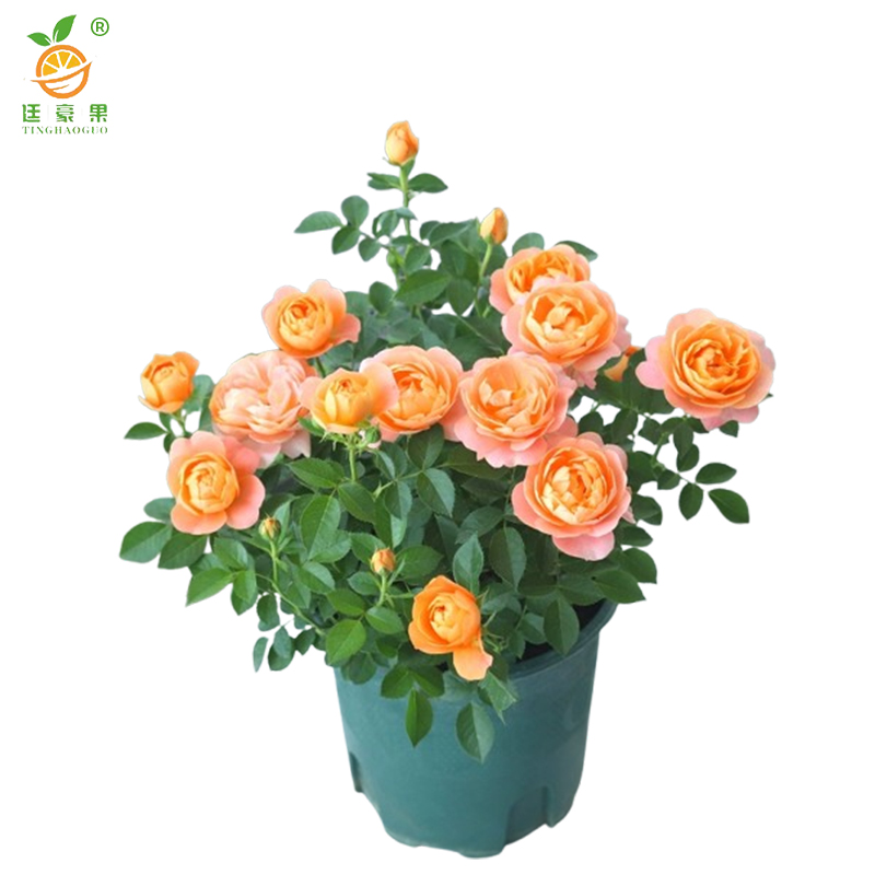 廷豪果 月季花 YJH-1 /束高清大图