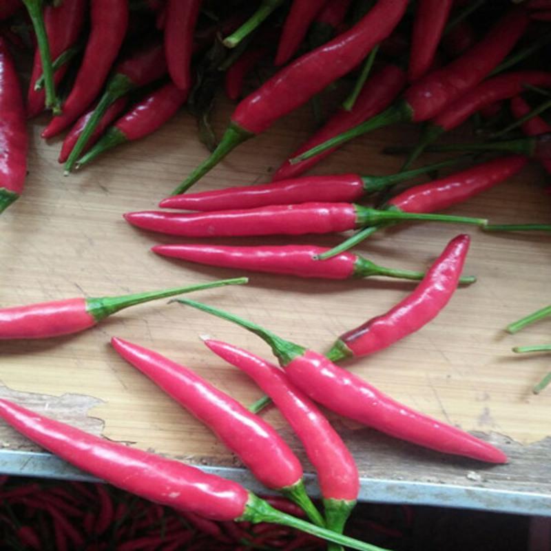 新鲜辣椒四川小米椒超辣土红椒朝天椒小尖椒新鲜小米辣特辣