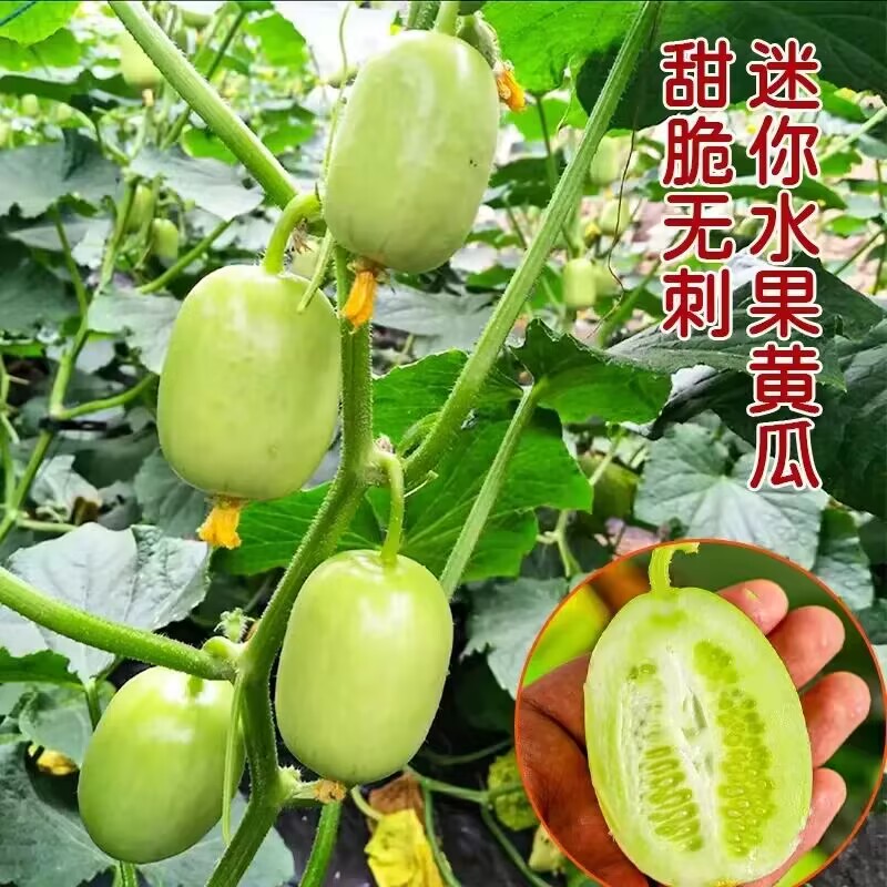 奶油小黄瓜种子金童玉女水果迷你黄瓜种籽苗蔬菜种子大全阳台盆栽高清大图