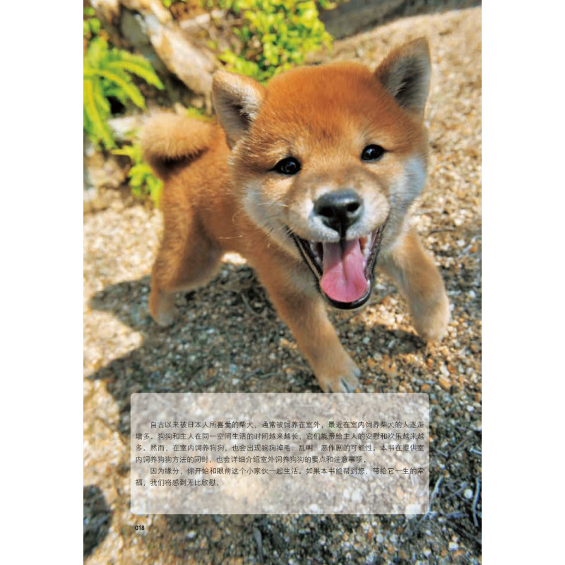 [正版图书]柴犬养护全程指导 全彩图解柴犬饲养方法养护全程指导宠物狗喂养实用手册新手入门狗狗的日常护理与驯养一本书读懂你