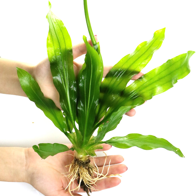 大九叶皇冠草真水草鱼缸装饰懒人水草淡水有茎类中后景性草高清大图