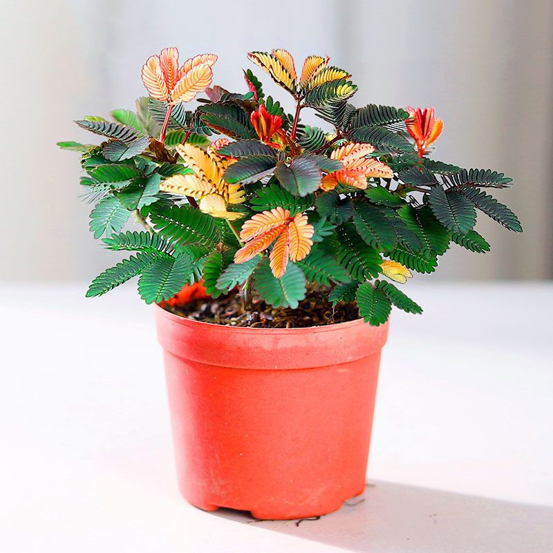 彩虹含羞草植物盆栽室内彩叶害羞草儿童趣味教室阳台养易活小绿植