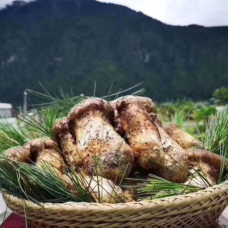 四川雅江新鲜松茸食用菌鲜菌菇江特产天然野生松茸