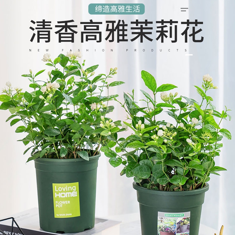 古达园艺用品茉莉花苗盆栽带花苞老桩风车虎头茉莉水培花卉大全绿植物室内古达花卉 价格图片品牌报价 苏宁易购凯特多园艺专营店