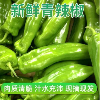 [西沛生鲜]陕西青椒 净重4.5斤 青辣椒辣椒新鲜现摘鲜辣椒薄皮青椒线椒虎皮椒中辣