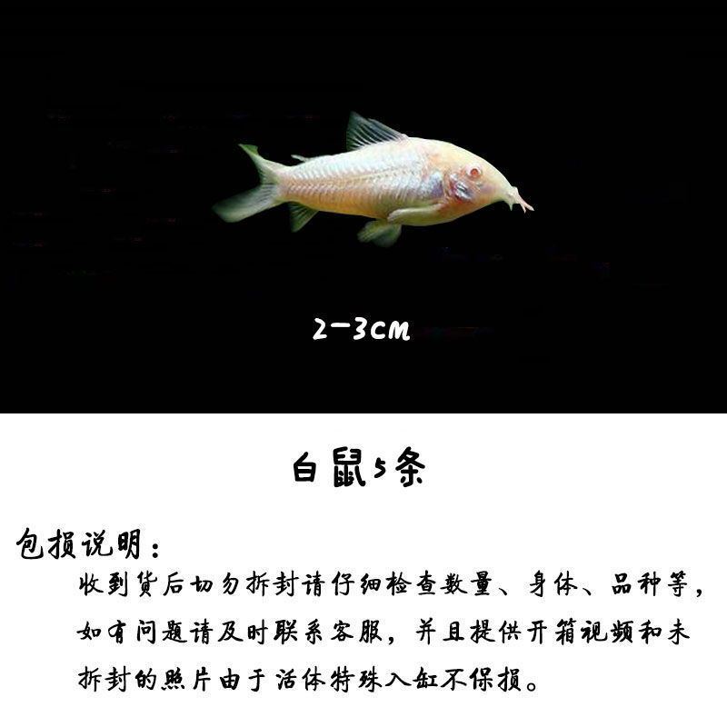 豹纹清道夫观赏鱼淡水鱼清洁工热带活体鱼异性清道夫混养 白鼠5条