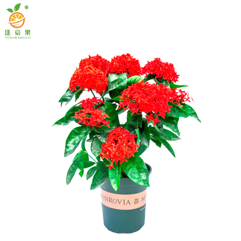 廷豪果 龙船花盆栽 40cm高 /盆高清大图