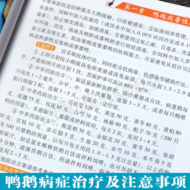 [醉染正版]鸭鹅病诊治原色图谱蛋鸭养殖技术养鸭书籍高效养鸭子疾病防治技术书籍肉鸭养殖场管理手册养鸭bi备药养鸭饲料养高清大图