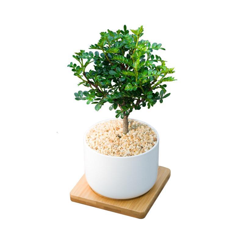 清香木mini绿植办公桌面微景观ins风小盆栽净化空气驱蚊除吸甲醛方形