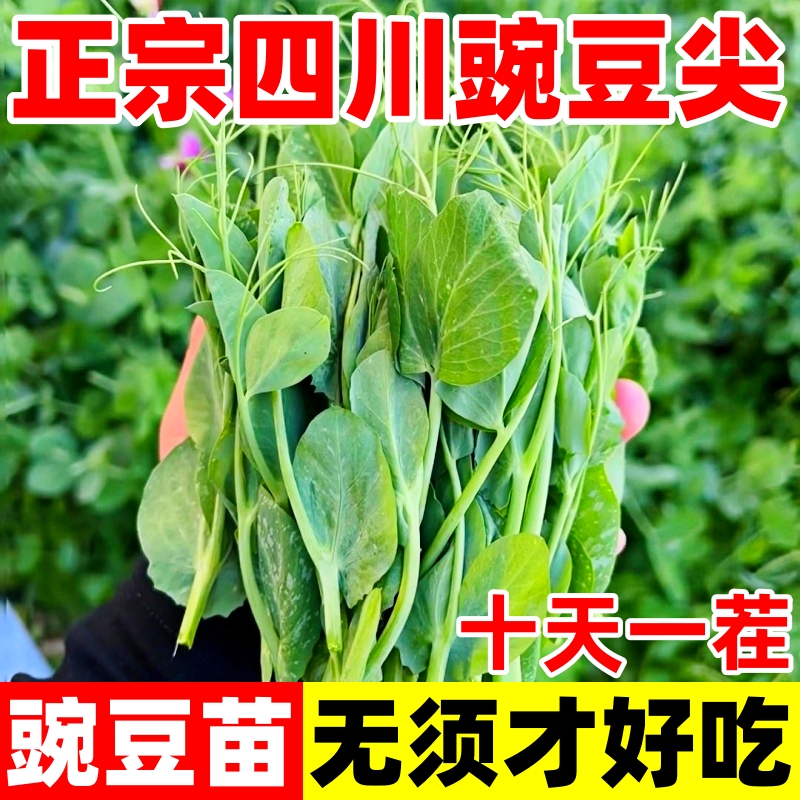 【补贴10%】豌豆种子甜豌豆尖种籽专吃豌豆苗四季播种龙须豌豆荷兰豆蔬菜种孑 无须豌豆尖种子二包约200粒当季精选新种 均码