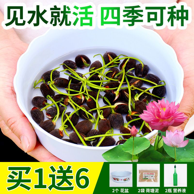 [亏本冲量]碗莲种子水培植物室内绿植盆栽七彩睡莲荷花种子花卉