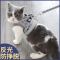 反光小孔黑色+1.2米扁绳 猫:XS[建议4斤内] 遛猫绳猫咪牵引绳防挣脱背心式猫绳子猫链子猫咪专用外出溜猫绳子