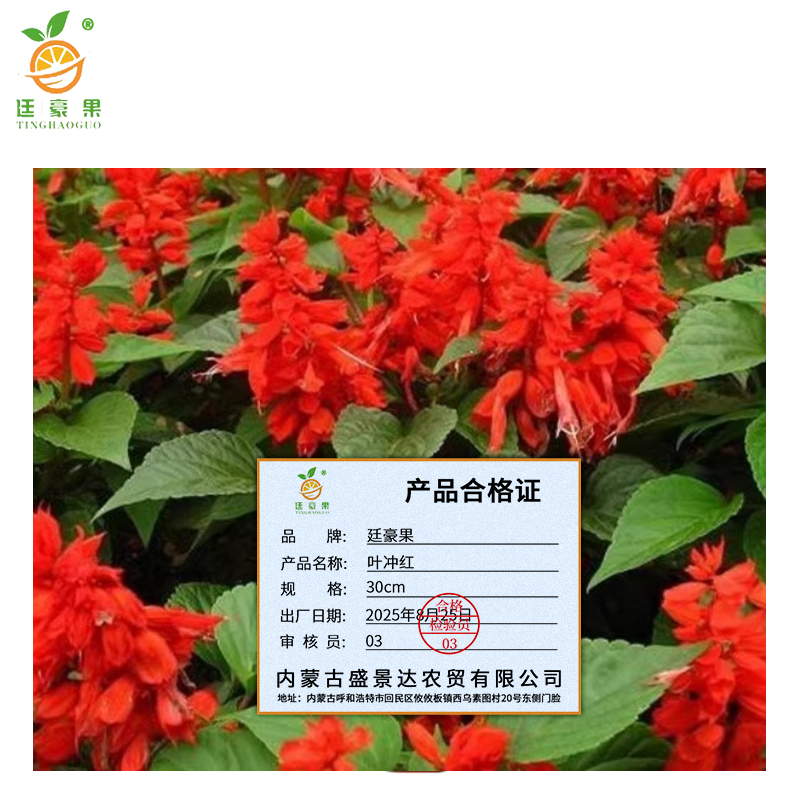 廷豪果 叶冲红 30cm /盆高清大图