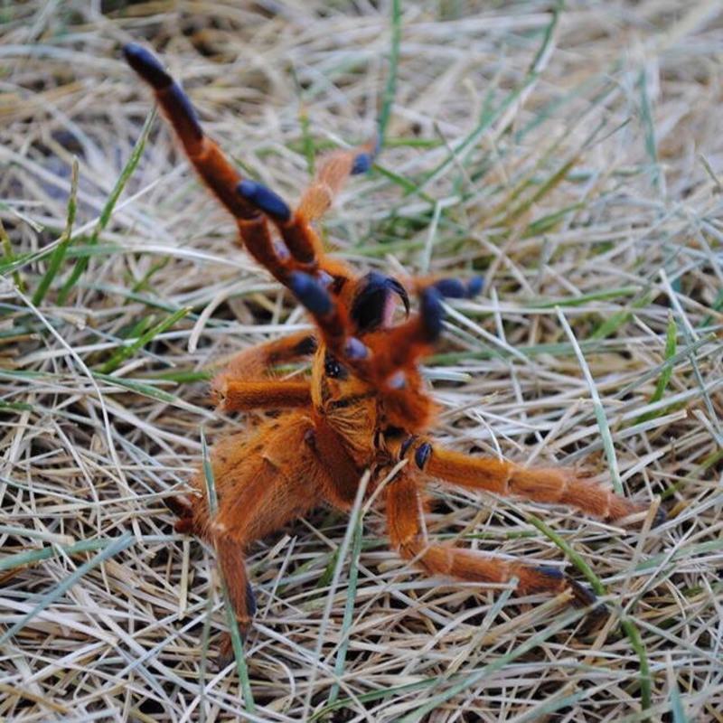 12cm橙巴布含套餐爬虫宠物蜘蛛活体非洲烈阳橙巴布c8幼苗214cm亚成