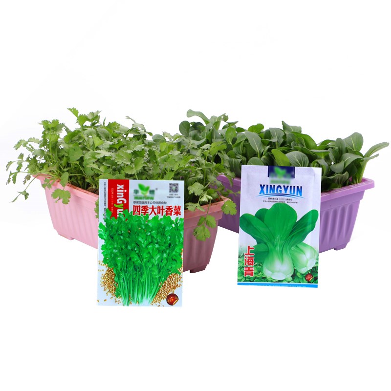 [补贴10%]蔬菜种子四季播盆栽阳台庭院香菜生菜菠菜小葱简单秋易种籽孑大全高清大图