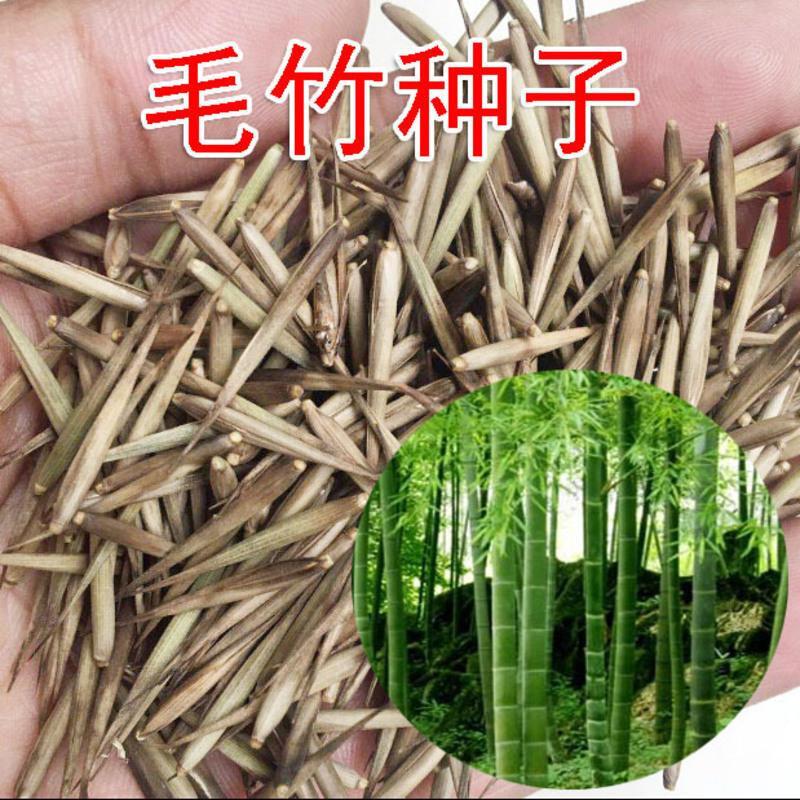 静谧园艺用品大型毛竹种子青竹苗刚竹四季竹子雷竹食用竹笋大青竹竹 价格图片品牌报价 苏宁易购弘善园林专营店
