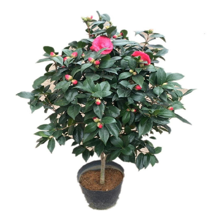企购优品 盆栽茶花苗 四季香妃茶花盆栽 苗花卉植物