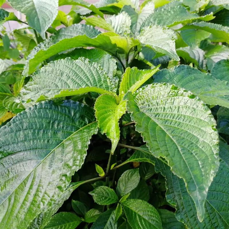 蛇草 报价行情 排行 品牌 参数 怎么样 图片 商家 苏宁易购