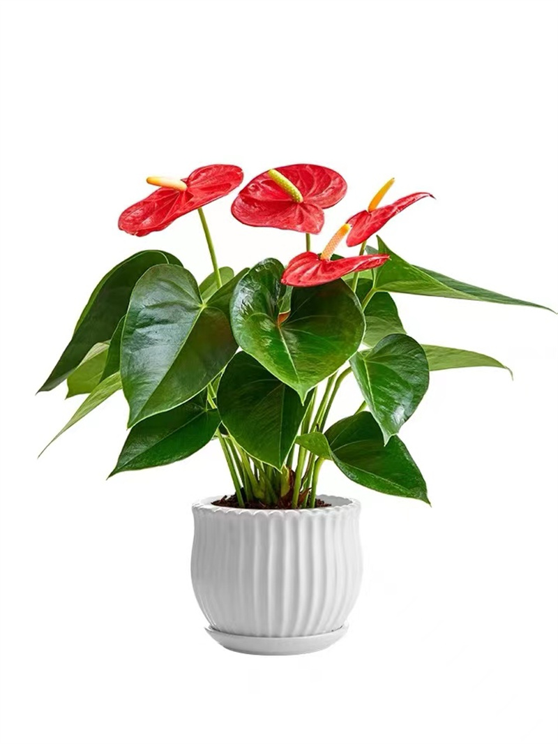 [特级红掌2-3朵花原盆原土]盆栽植物室内花卉绿植懒人盆栽植物