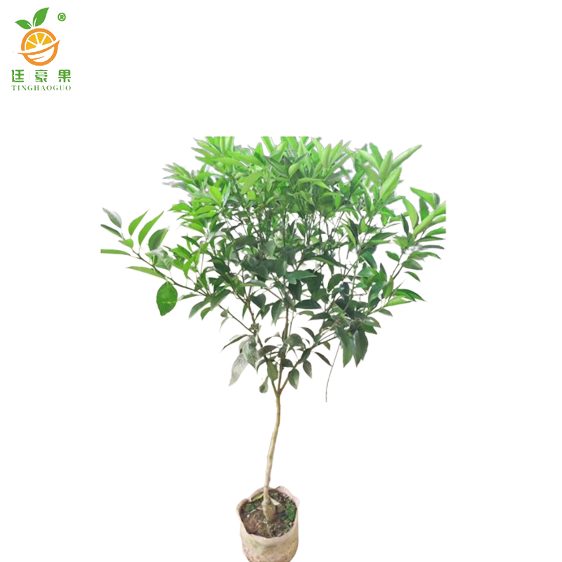 廷豪果 沃柑树 4年苗 /棵高清大图