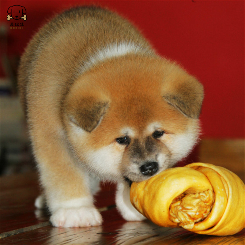 麦比佳 秋田犬纯种秋田犬幼犬中大型秋田犬狗狗活体血统级精品日系秋田日本赛级秋田家庭犬视频挑选包健康秋田柴犬高清大图