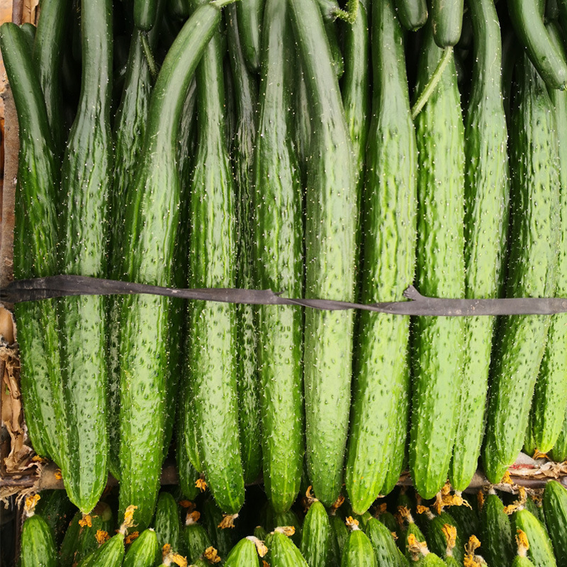 (拍下实发5斤)当天秒发山东特产当季农家新鲜蔬菜现摘黄瓜生吃小黄瓜