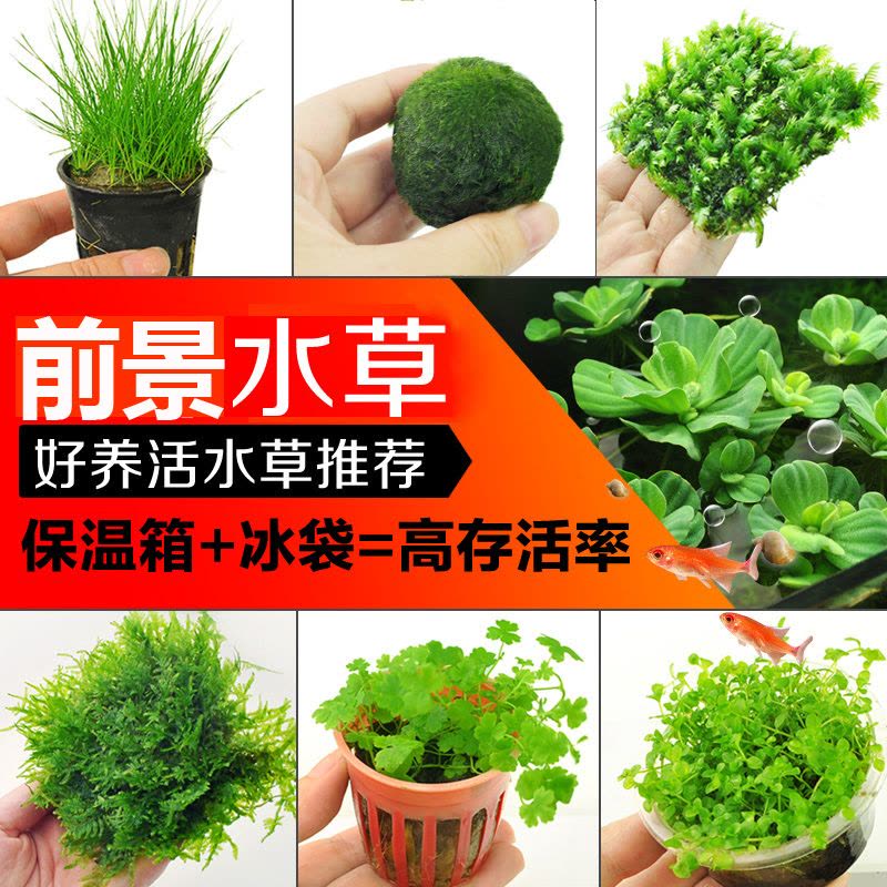 水 鱼缸造景前景爬地矮珍珠天湖荽牛毛毡凤尾苔三角莫丝藻球图片
