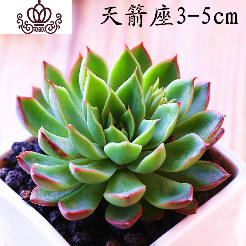 封后多肉植物稀有品种桃蛋玉露肉肉老桩组合套餐室内盆栽特价清仓天箭座3 5cm 含盆图片 高清实拍大图 苏宁易购