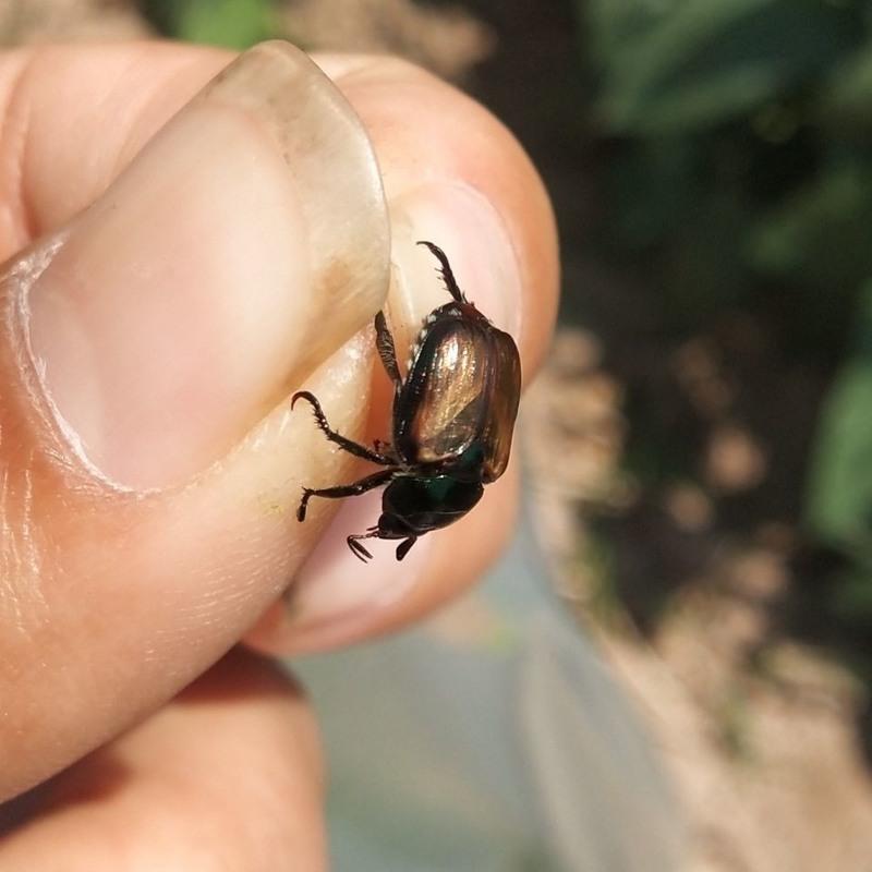 昆虫活体金龟子甲虫小宠物爬宠爬虫甲壳虫白星花金龟幼虫推磨虫