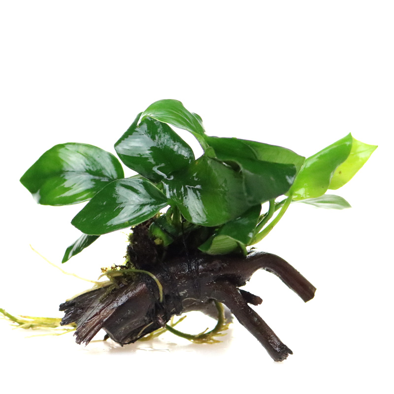 鱼缸水草植物真草造景莫斯懒人增氧淡水榕沉木爬地趴地矮珍珠高清大图