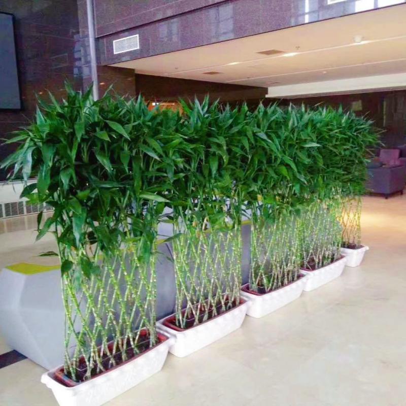 优橙 竹排绿植盆栽花卉大型花室内净化空气高清大图