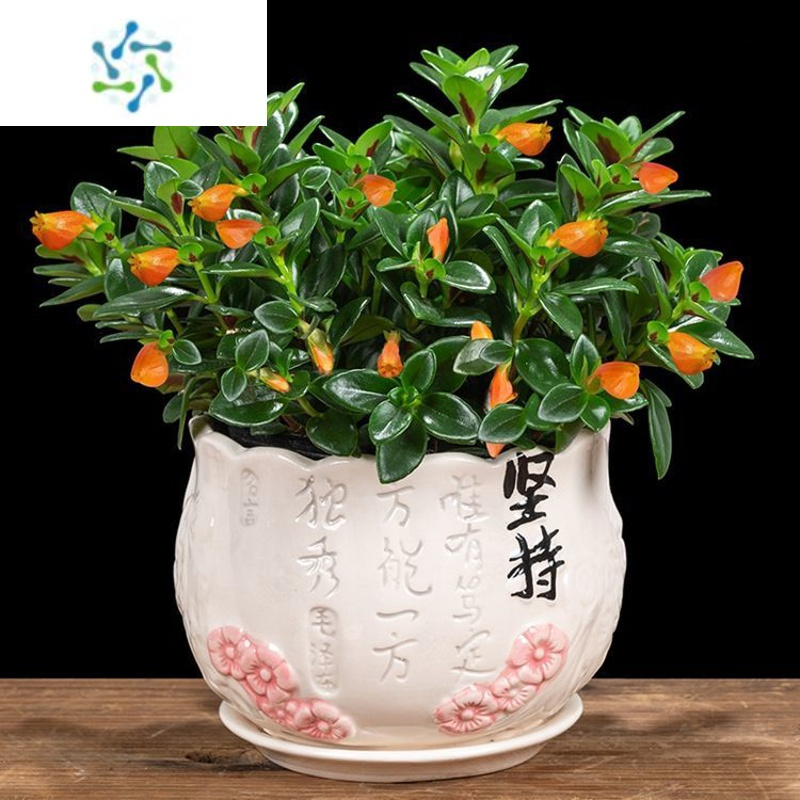 三维工匠金鱼花吊兰带花苞鲜花盆栽四季花卉室内植物客厅阳台绿植好养