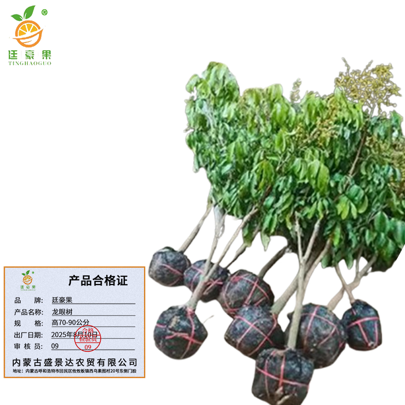 廷豪果 龙眼树 高70-90公分 /棵高清大图
