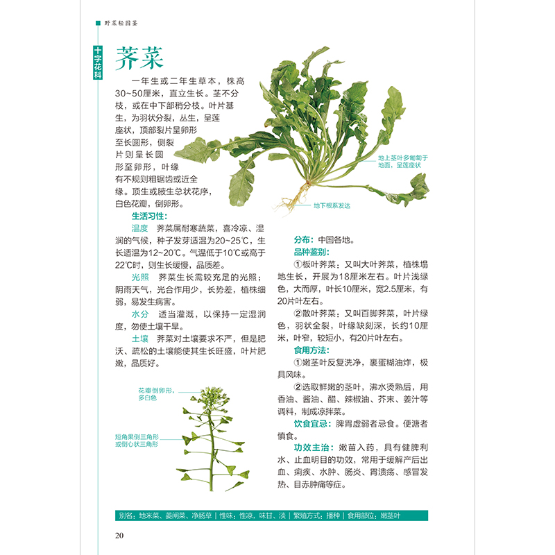 醉染图书野菜轻图鉴---轻图鉴系列29787571333980高清大图