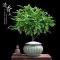 清香木4年苗一颗+加仑盆|正宗清香胡椒木盆栽防驱蚊草植物好养室内花卉绿植清香木花驱蚊虫