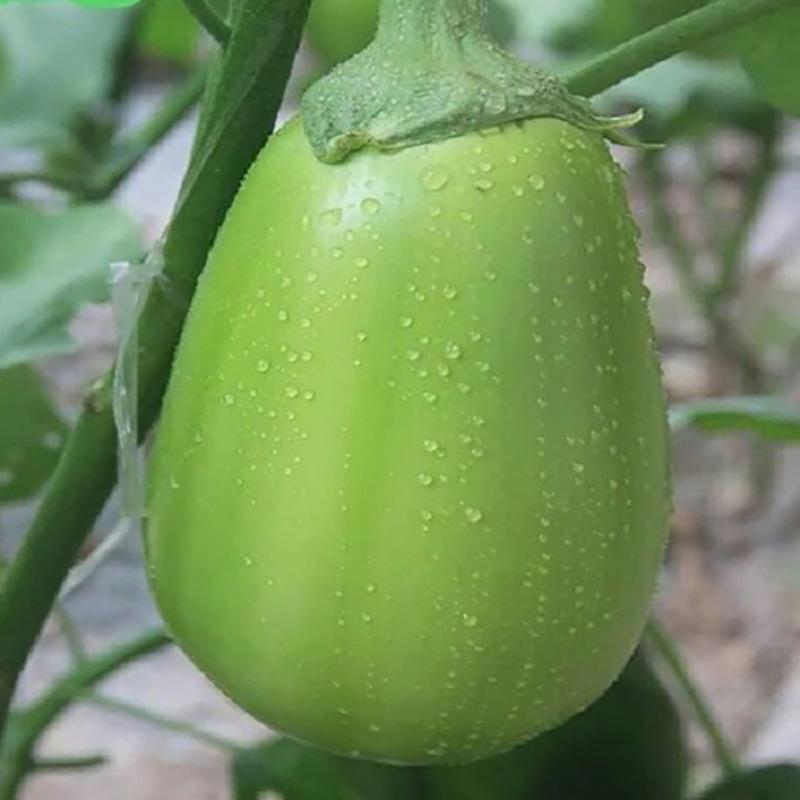 净重5斤新鲜青茄子[坏果包赔] 特产青茄子新鲜绿茄子圆茄子新鲜蔬菜绿皮茄子农家自种