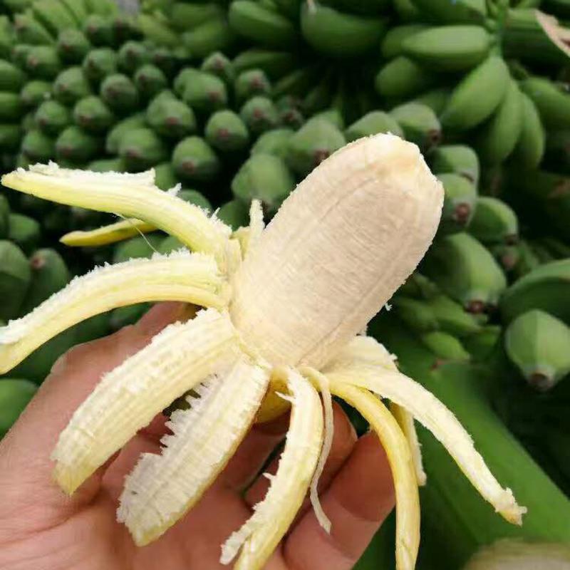 广西新鲜小米蕉易剥皮香蕉芭蕉当季特产水果5斤广西小米蕉水果新鲜当