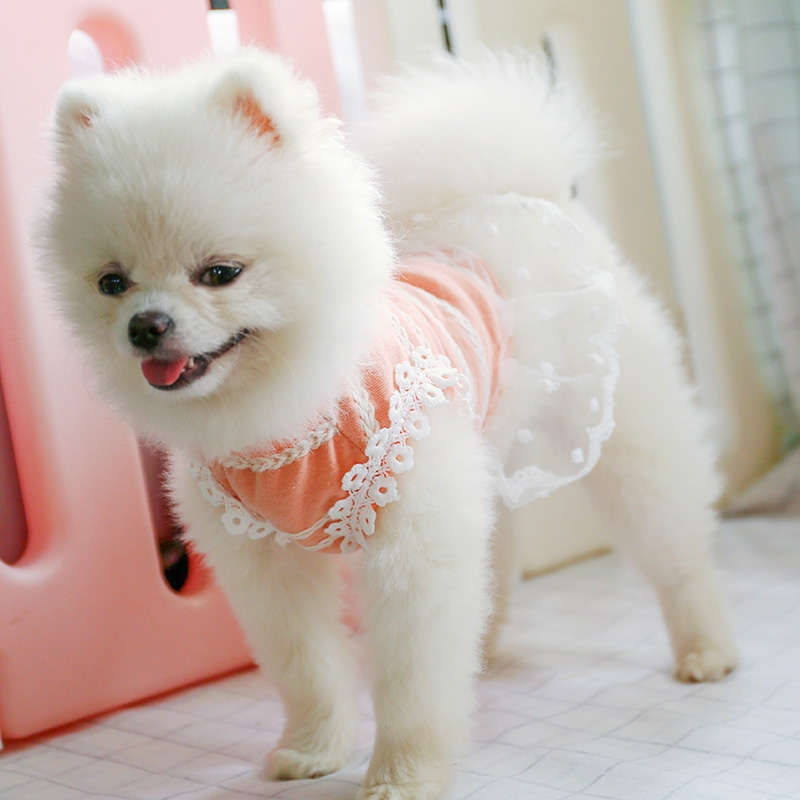 狗狗裙子泰迪比熊博美宠物米妮衣服小型犬公主裙秋装视频