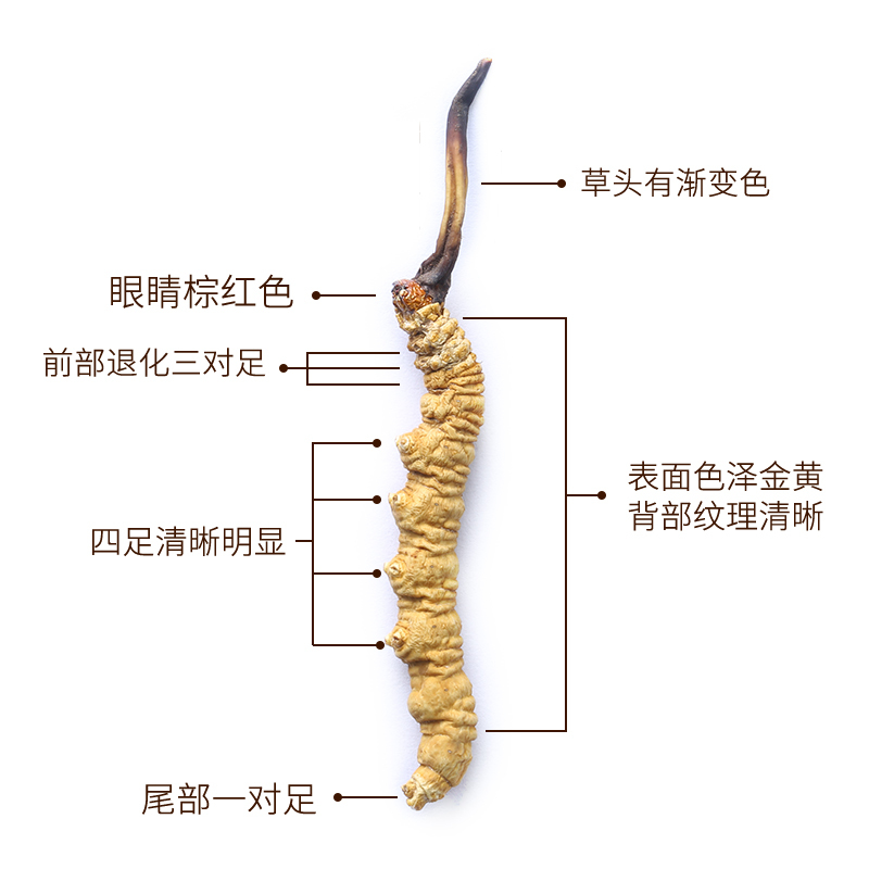 秦仁堂冬虫夏草3根/克 冬虫草正品干货 1克盒装