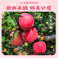 [五个农民]22年新果 陕西洛川苹果红富士礼盒12枚/5斤 单果80-85mm/200g+ 当季新鲜水果生鲜 顺丰速运p