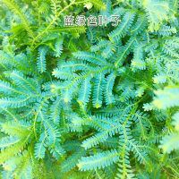 翠云变色龙盆栽新奇植物室内客厅兰去甲醛观叶绿植大盆变色叶