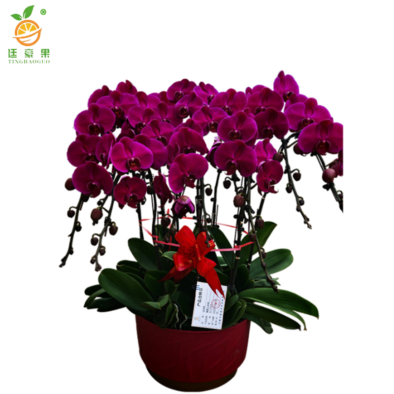 廷豪果 蝴蝶兰盆栽 XZ-1791# /盆高清大图