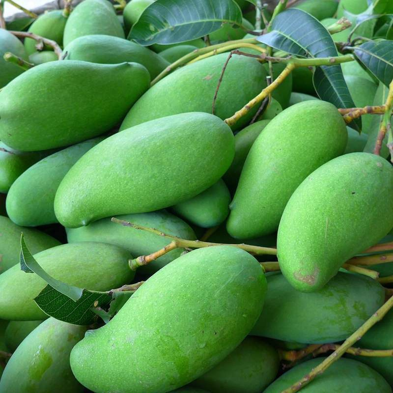 赛卡伊广西四季芒5斤生芒果新鲜酸芒果生吃酸脆青芒果水果腌制辣嘢1