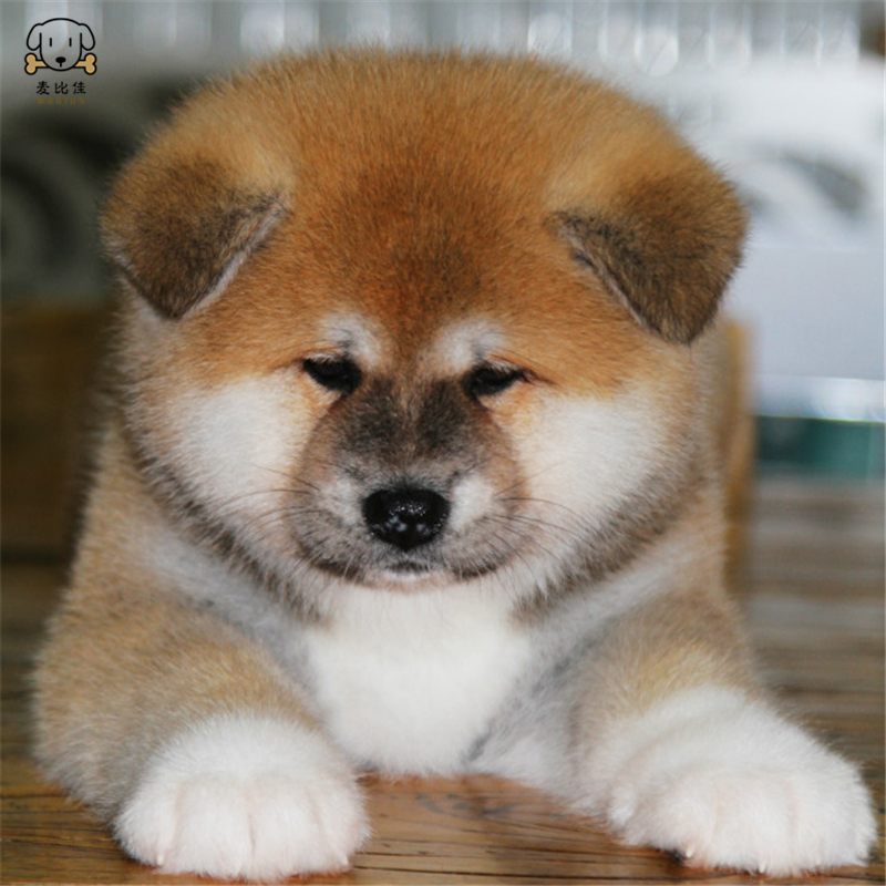 麦比佳 秋田犬纯种秋田犬幼犬中大型秋田犬狗狗活体血统级精品日系秋田日本赛级秋田家庭犬视频挑选包健康秋田柴犬高清大图
