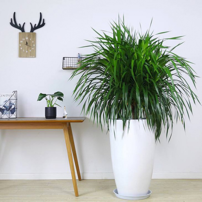 龙须树龙须铁龙须兰龙血树室内客厅大型盆栽绿植花卉净化空气