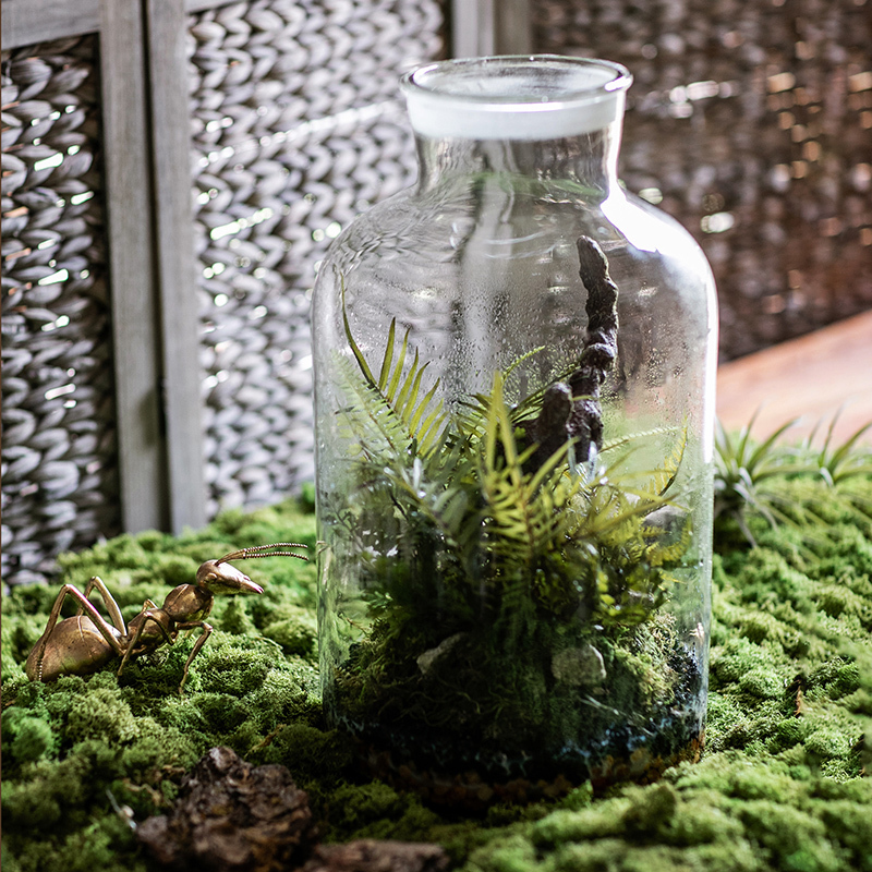 掬涵透明玻璃多肉植物组合微景观生态瓶绿植创意礼物装饰品摆件hh1