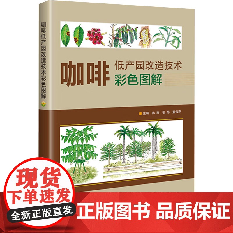 咖啡低产园改造技术彩色图解 孙燕,张昂,董云萍主编 中国农业科学技术出版社9787511666208高清大图